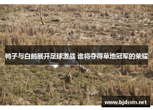 鸭子与白鹅展开足球激战 谁将夺得草地冠军的荣耀